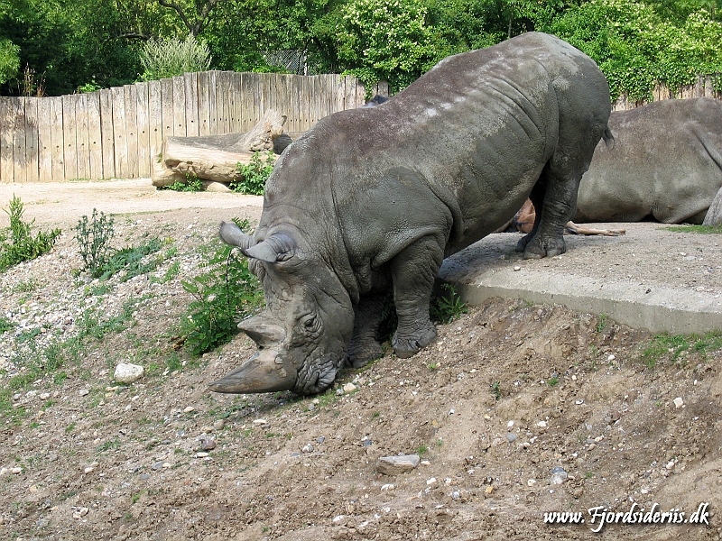 KBH zoo 190703 049.JPG